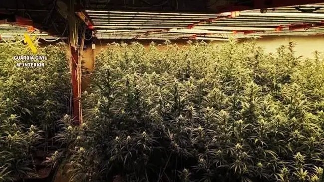 Desmantelada una plantación de marihuana en Fuentes de Andalucía