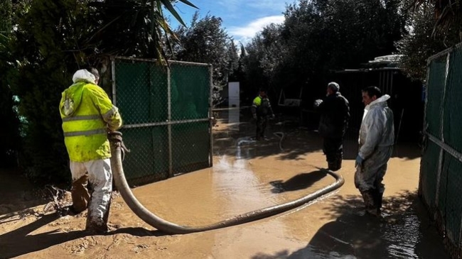 Continúan los trabajos de limpieza en Isla del Vicario y la poda preventiva de la arboleda de la ciudad