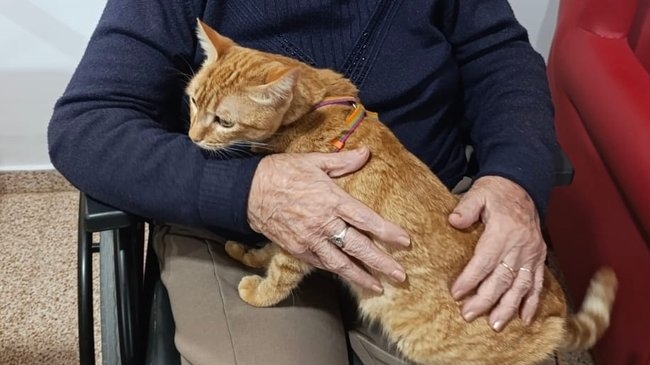 La residencia de Cañada Rosal conmemora el Día Internacional del Gato con una jornada de sensibilización y convivencia