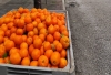 Iniciada la campaña de recogida de naranjas del casco urbano de Écija