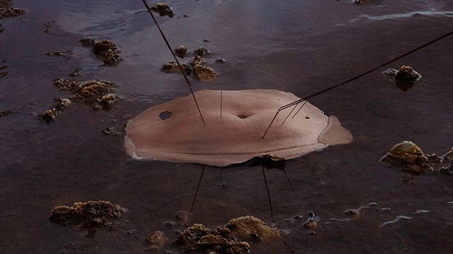 muestra de la artista peruana Verónica Cerna 