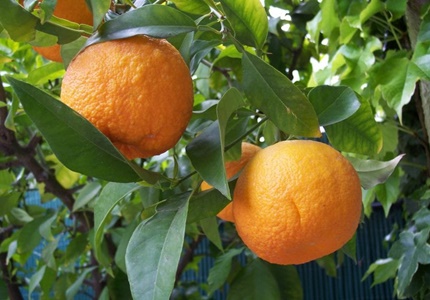 naranja amarga