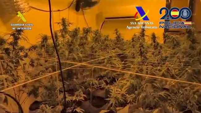 plantación de marihuana