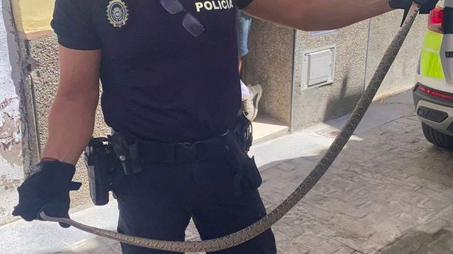 culebra de herradura