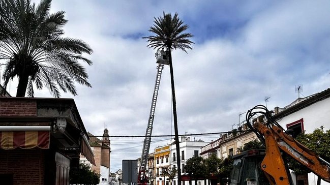 tala palmera del barrio de El Puente