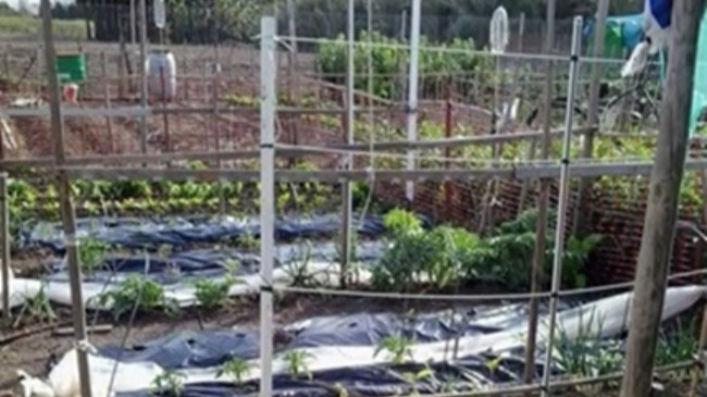 huertos sociales “Tierra y Libertad”