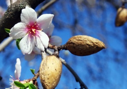 almendro