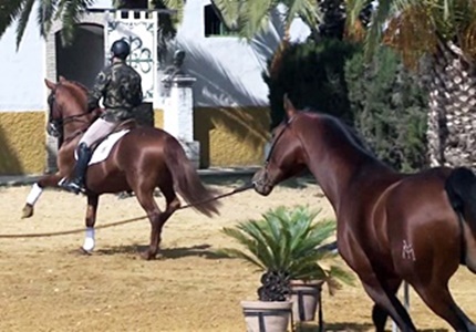 caballos