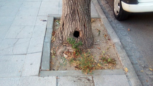 acerado levantado por las raices