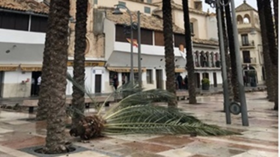 desprendimiento de una copa de las palmeras de la Plaza de España