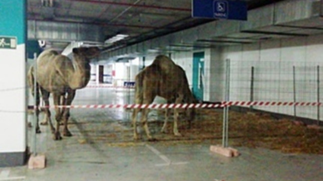 camellos