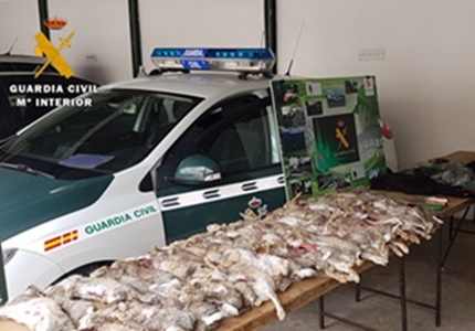 la Guardia Civil localizó 43 conejos que supuestamente habían sido cazados furtivamente con hurones