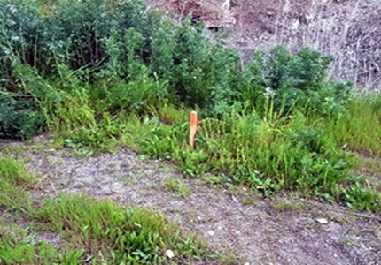 deslinde de la Vereda de Écija-Osuna