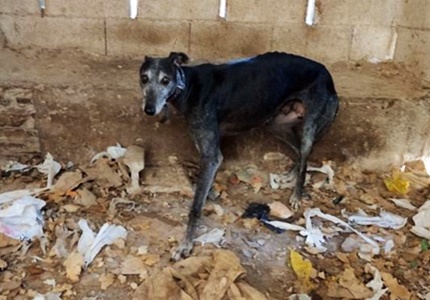 galgo rescatado en ecija