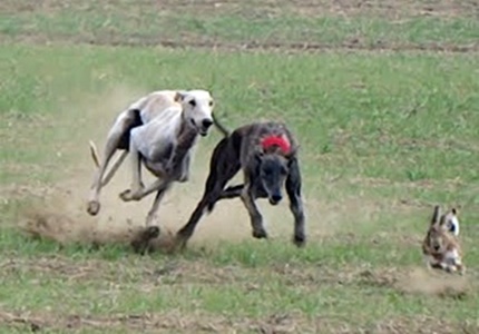 Galgos