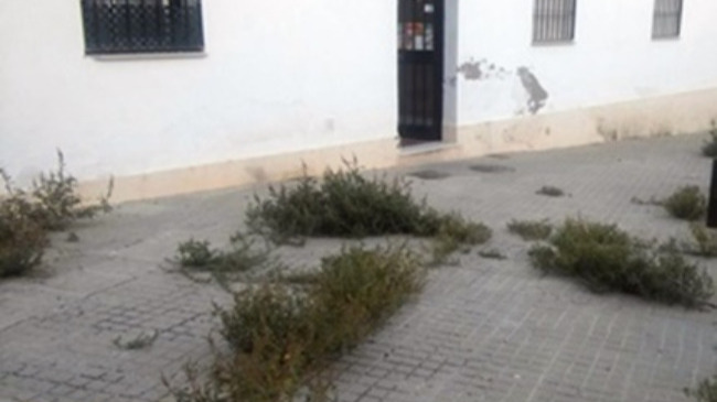 BARRIADA LOS GIRASOLES