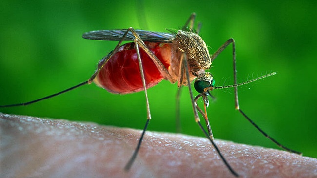 mosquito cutex