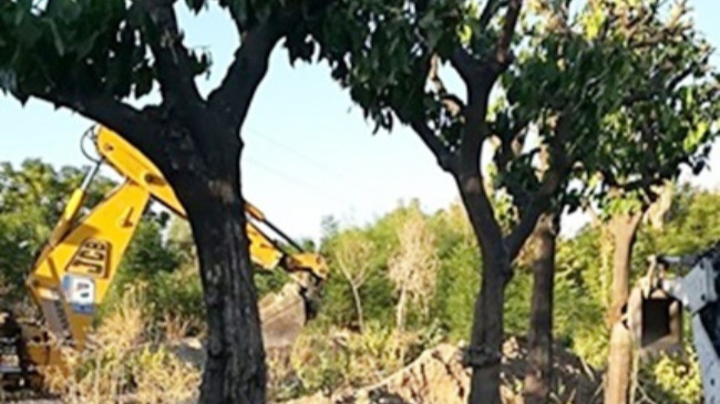 naranjos de la plaza de santa cruz en el vivero municipal