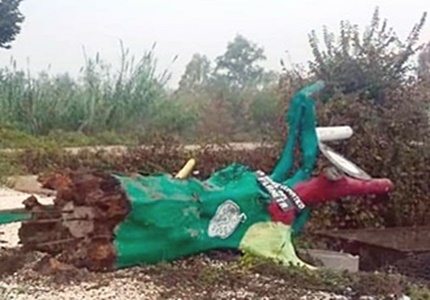 olmo centenario de colores