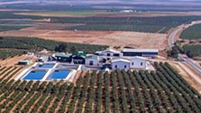 almazara ecijana Molino del Genil