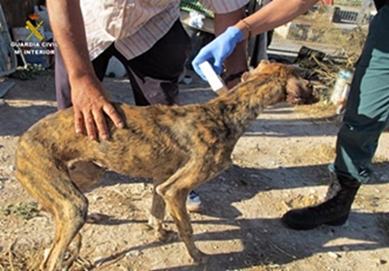 galgo maltratado