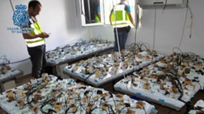 tabaco ilegal y marihuana en ecija