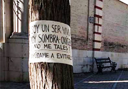 tala de los árboles de la Plaza de San Juan