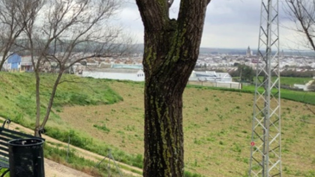vistas de ecija desde el parque de el barrero